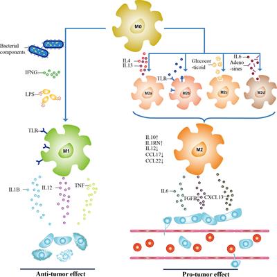 Functional and Therapeutic Significance of Tumor-Associated Macrophages in Colorectal Cancer